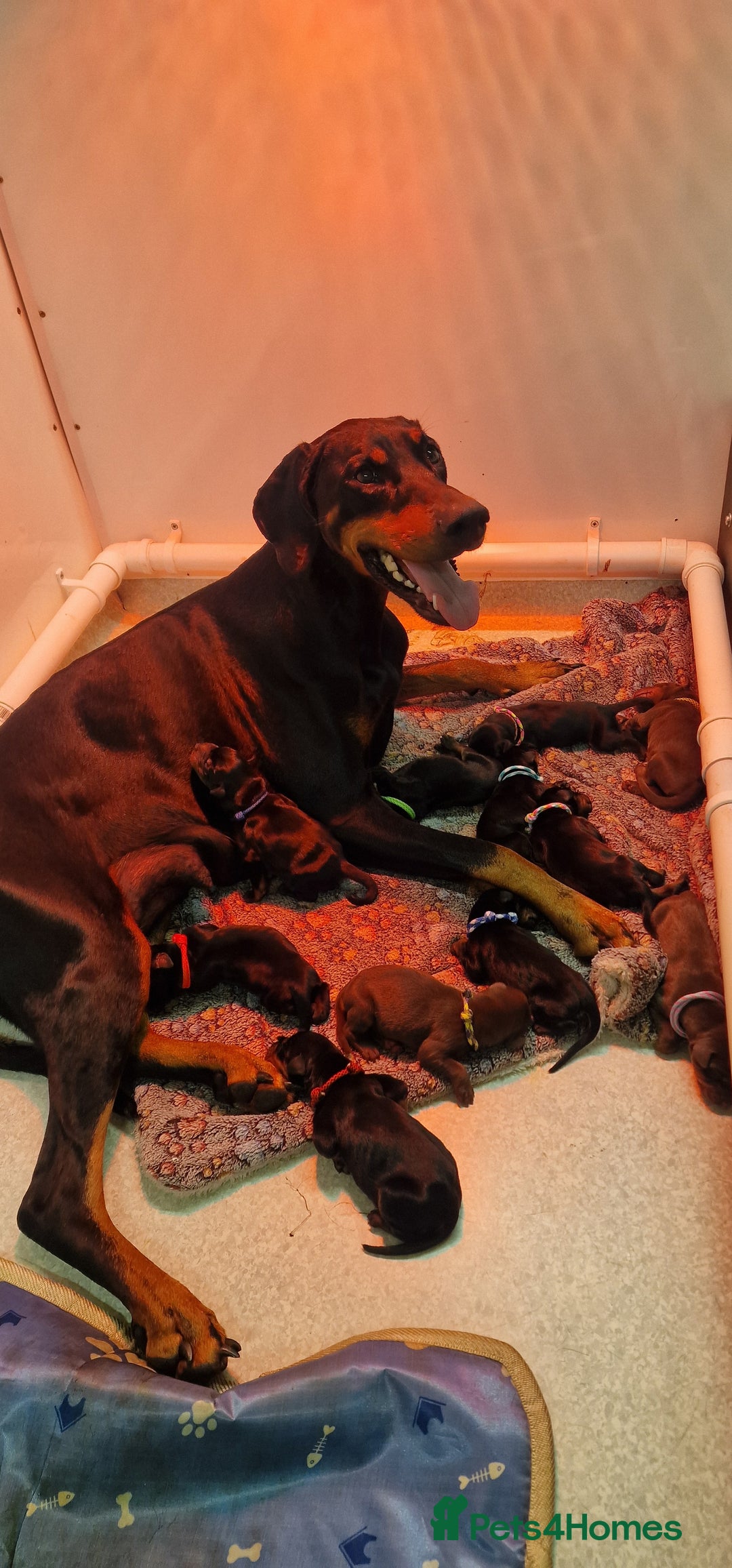 Dobermann dogs for sale: Top line doberman puppies - Image 1