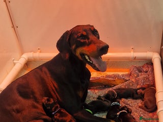 Dobermann dogs - Advert 1
