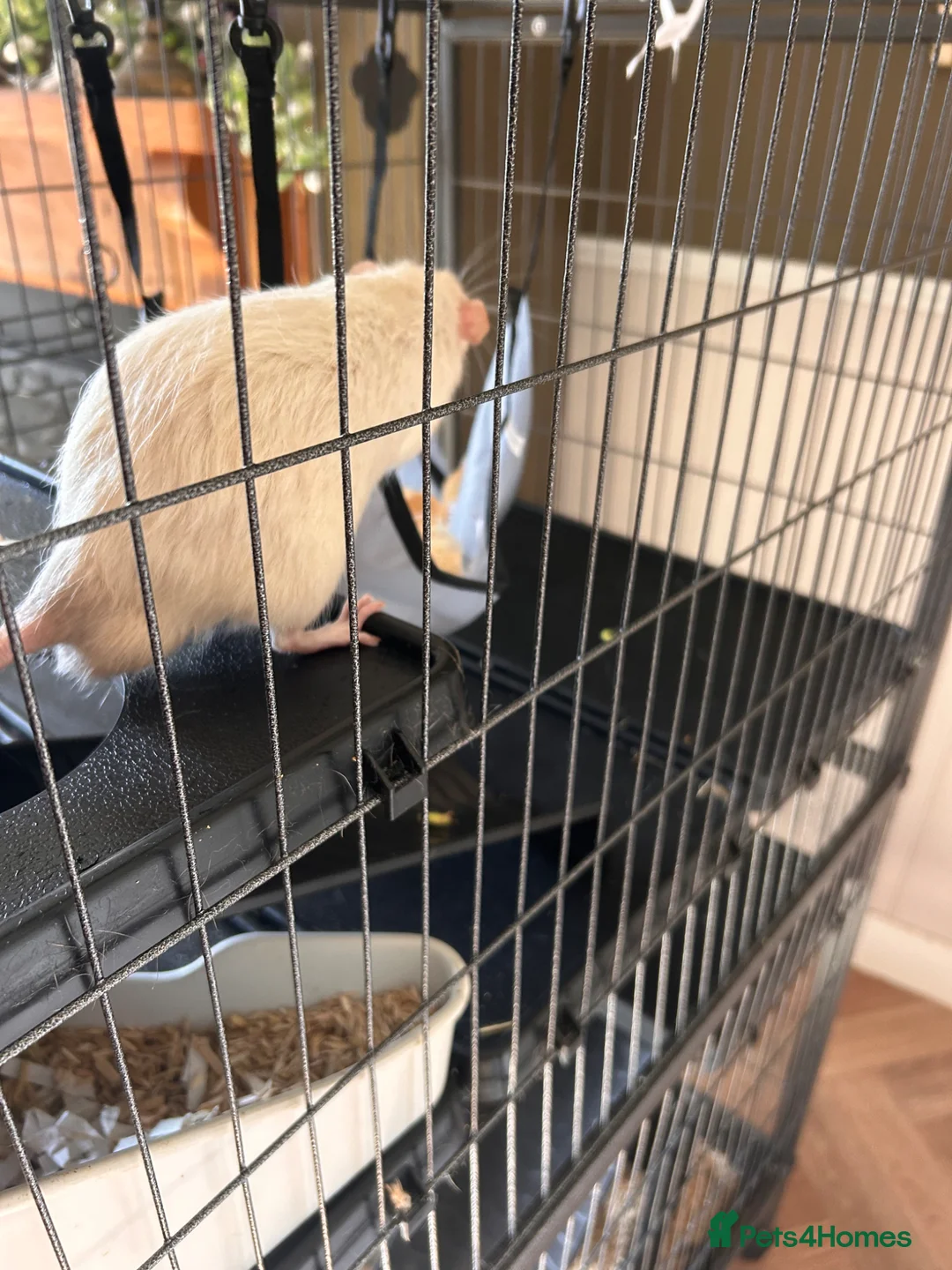 Rat rodents for sale: 3 male rats  in Daventry - Advert 3