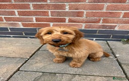 Cockapoo dogs for stud: Stunning F1 male cockapoo stud  - Image 11