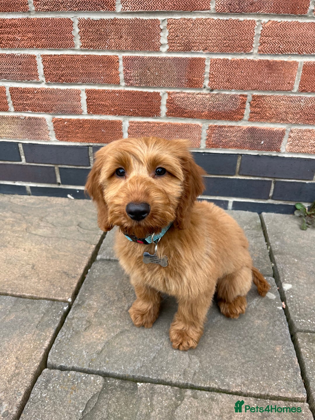 Cockapoo dogs for stud: Stunning F1 male cockapoo stud  - Image 11