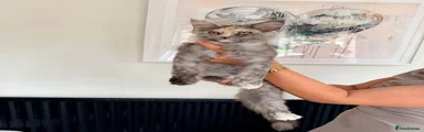 Kitten - female