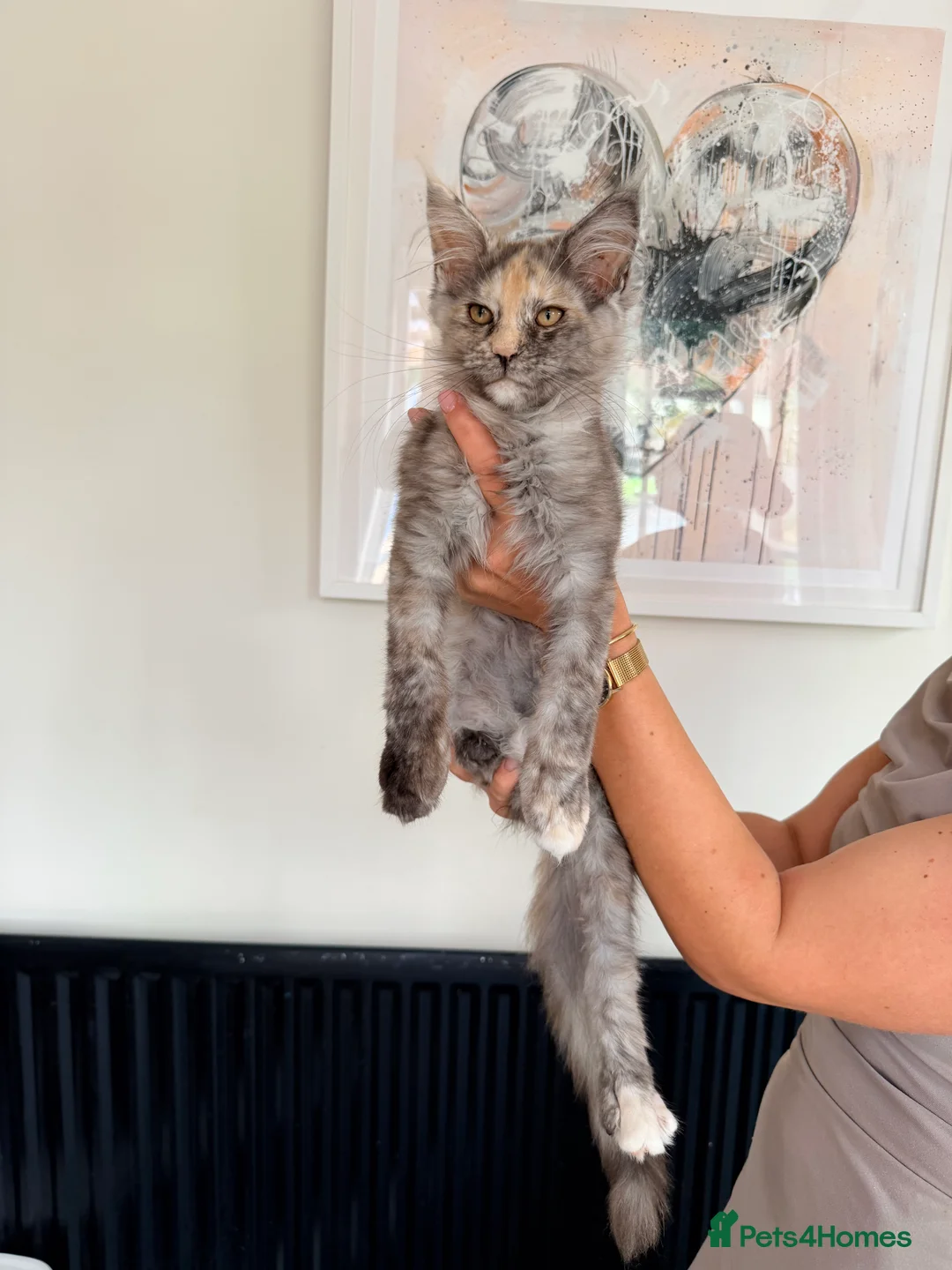 Maine Coon cats for sale: Registered Maine Coon kitten - Advert 2