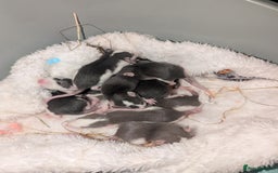 Rat rodents for sale: Waiting list for baby rats  - Image 3