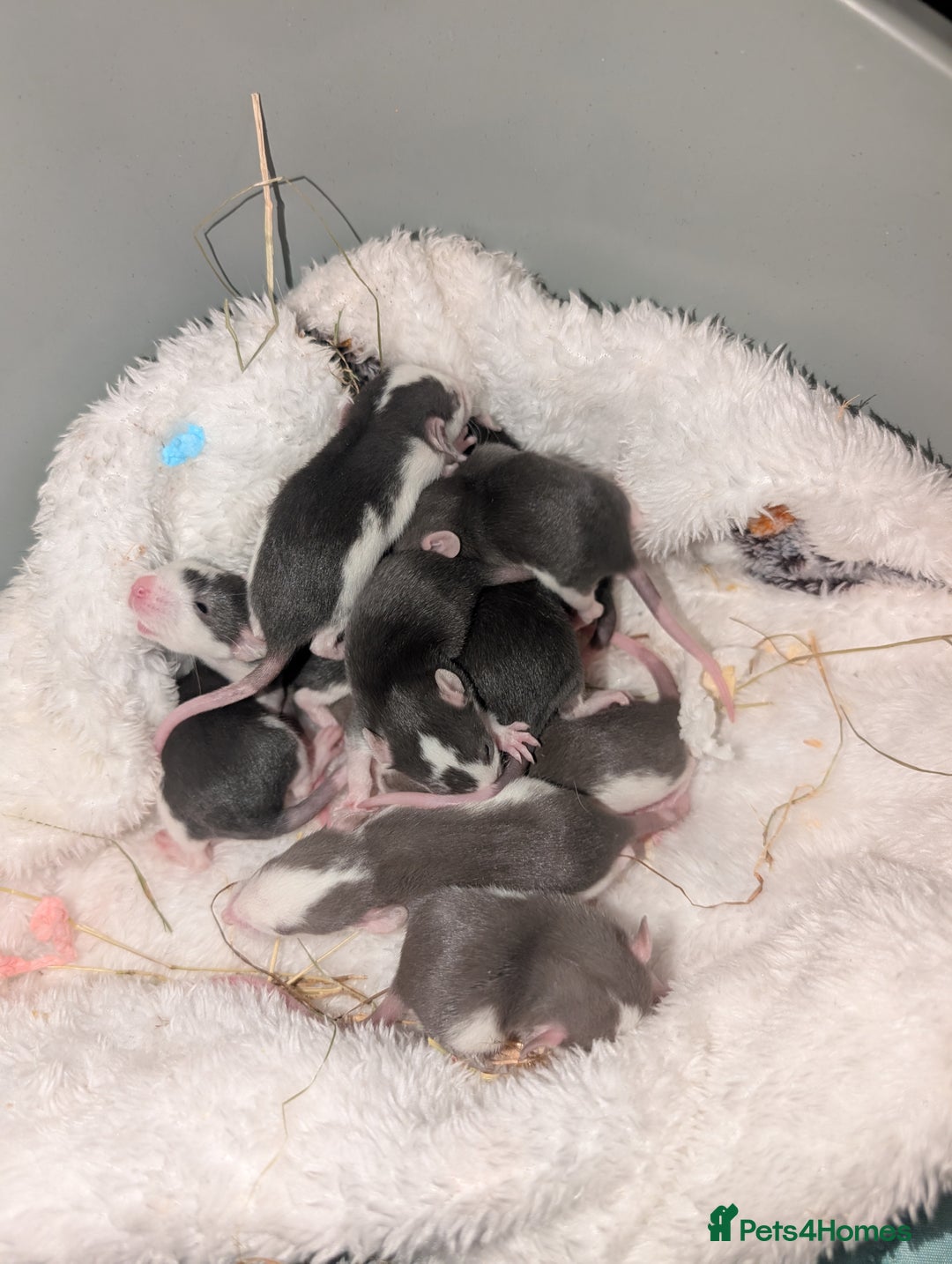 Rat rodents for sale: Waiting list for baby rats  - Image 3