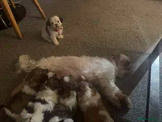 Shih Tzu dogs 7 Shih Tzu puppies looking new home - Advert 1