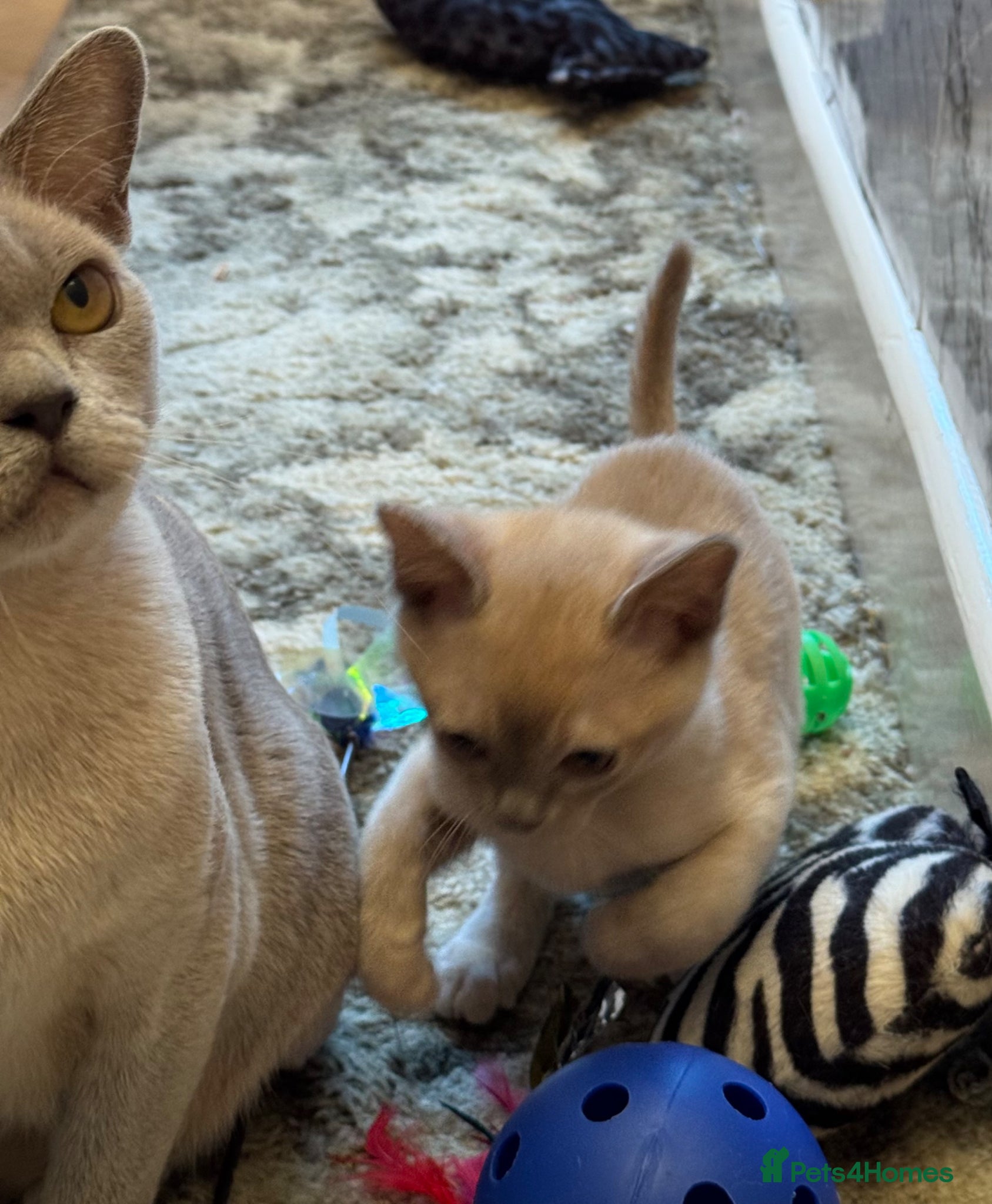 Burmese cats for sale: Adorable Burmese Kittens - Advert 4