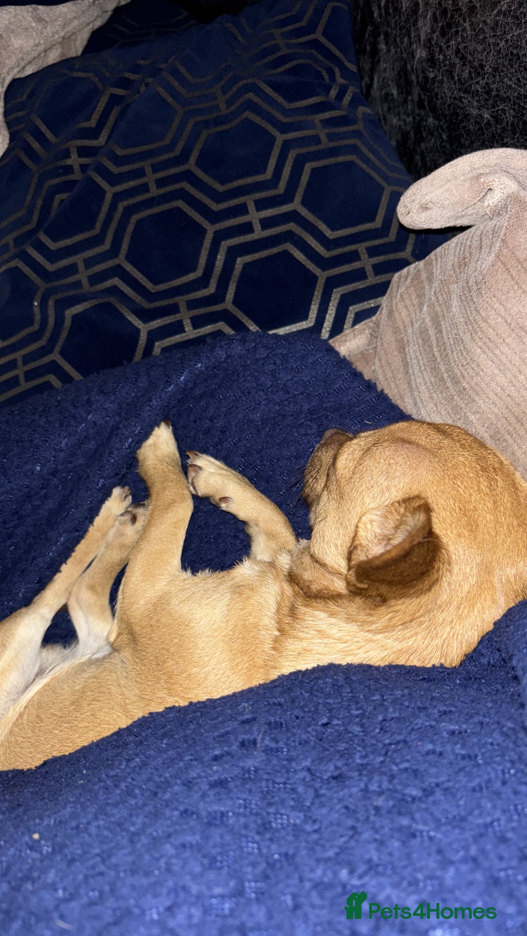 Chihuahua dogs for sale: Our beautiful little male chihuahua  - Image 4