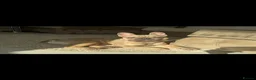 French Bulldog dogs for stud: French bulldog for stud. - Advert 3