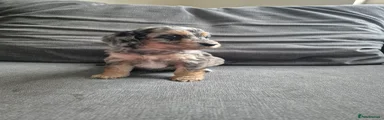 Cockapoo 3