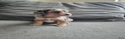 Cockapoo dogs for sale: F1 Cockapoo babies - ready start july   - Advert 3