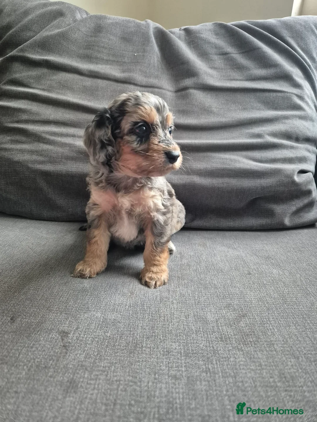 Cockapoo dogs for sale: Last boy F1 Cockapoo full vacs - ready now - Advert 11