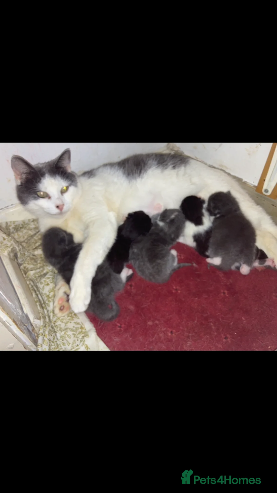 Mixed Breed cats for sale: beautiful fun kittens for sell  - Advert 6