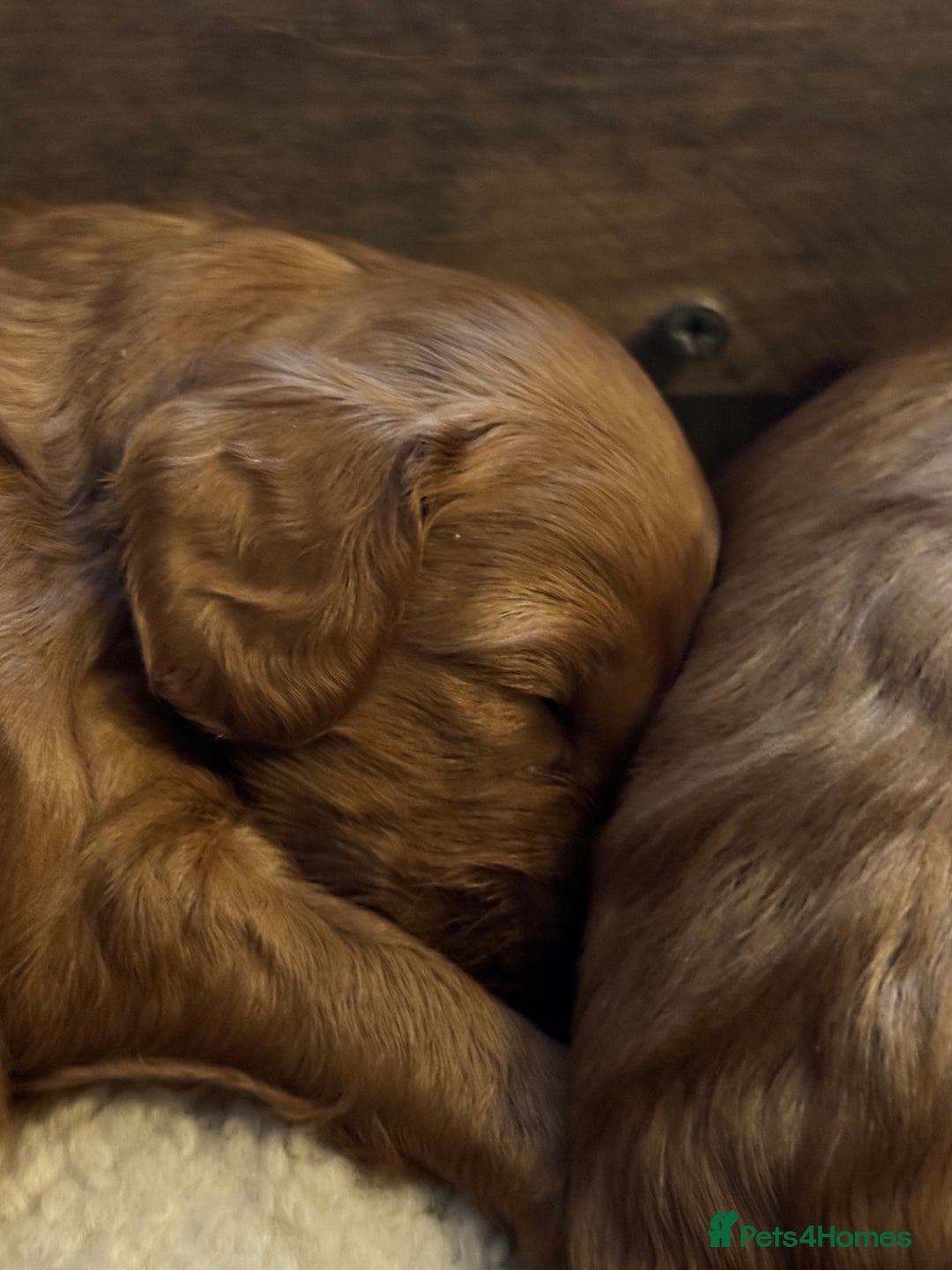 Cockapoo dogs for sale: Cockapoo puppies in Preston - Image 18