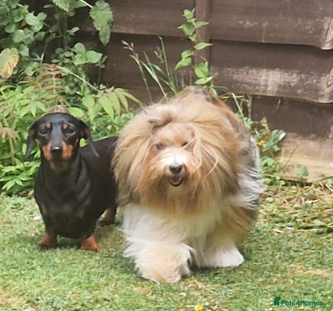 Havanese dogs for sale: Stunning KC Registered Havenese babies available.  - Image 24