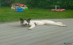Huskita dogs for sale: Huski cross akita 2 and half years old female  - Image 14