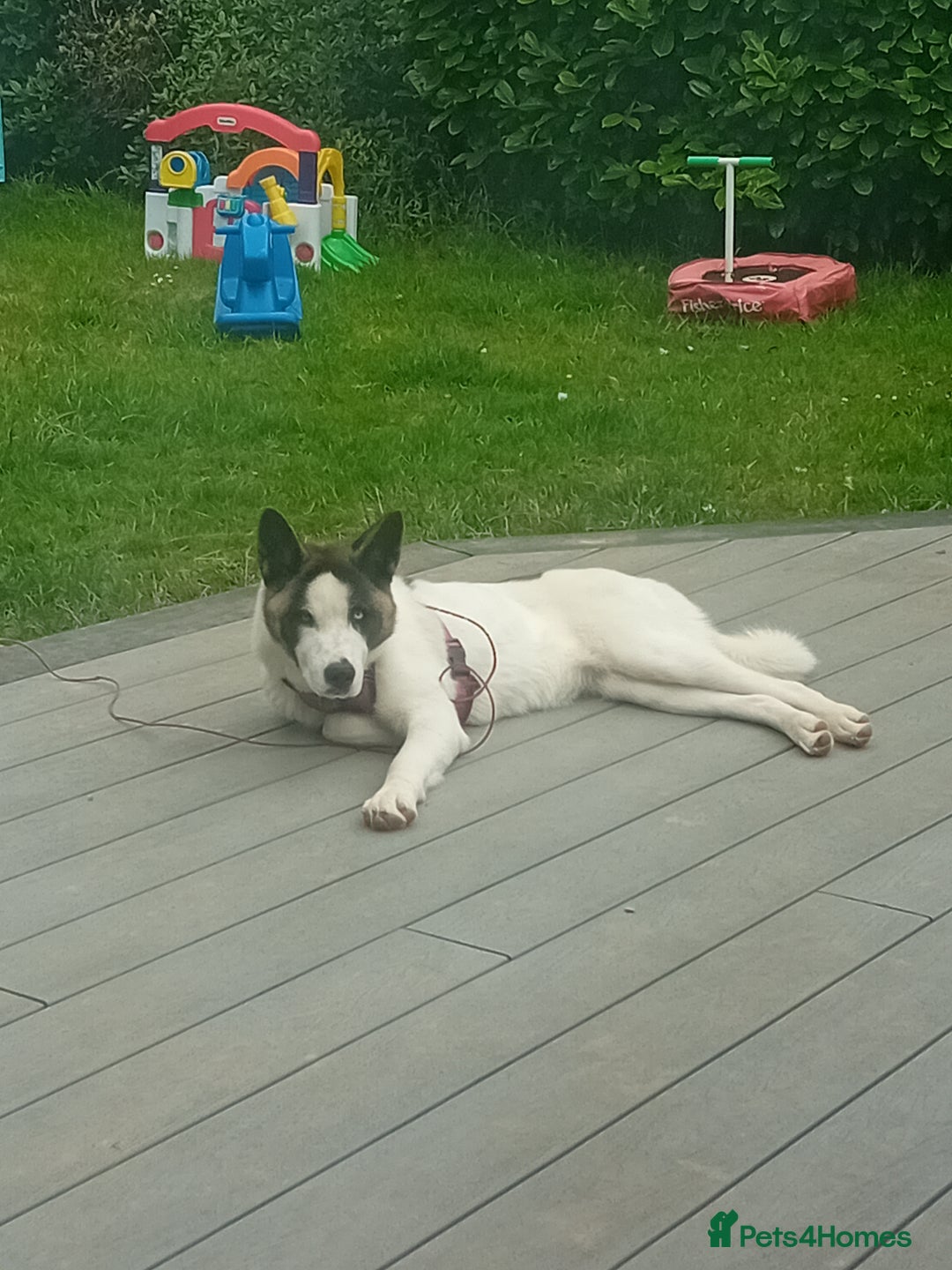 Huskita dogs for sale: Huski cross akita 2 and half years old female  - Image 14