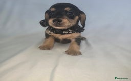 Doxiepoo dogs for sale: Adorable PRA clear daxipoos hypoallergenic  - Image 10