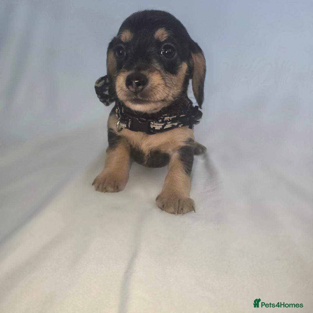 Doxiepoo dogs for sale: Adorable PRA clear daxipoos hypoallergenic  - Image 10