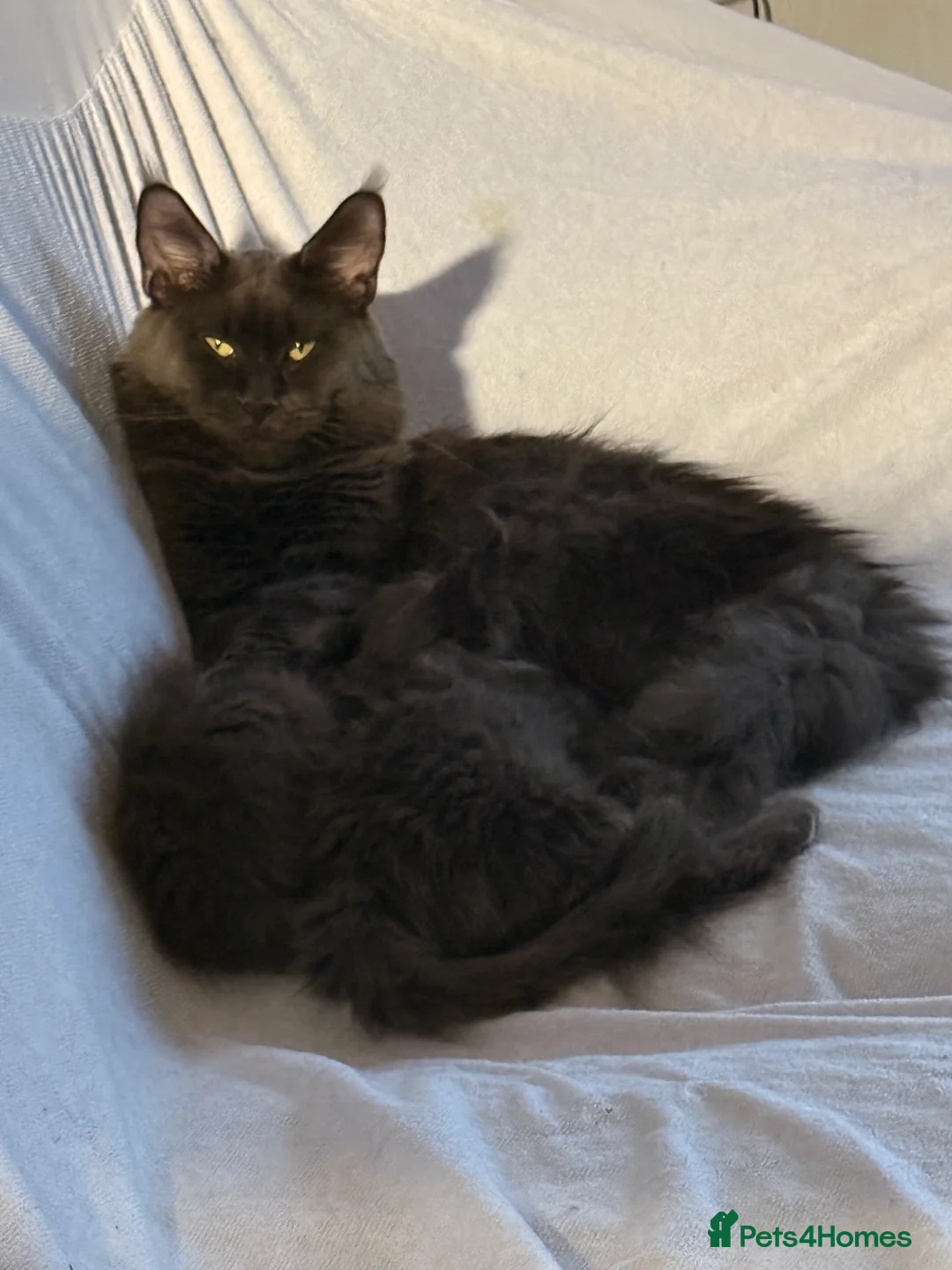 Maine Coon cats for sale: 3 Female 4 Male - Advert 2