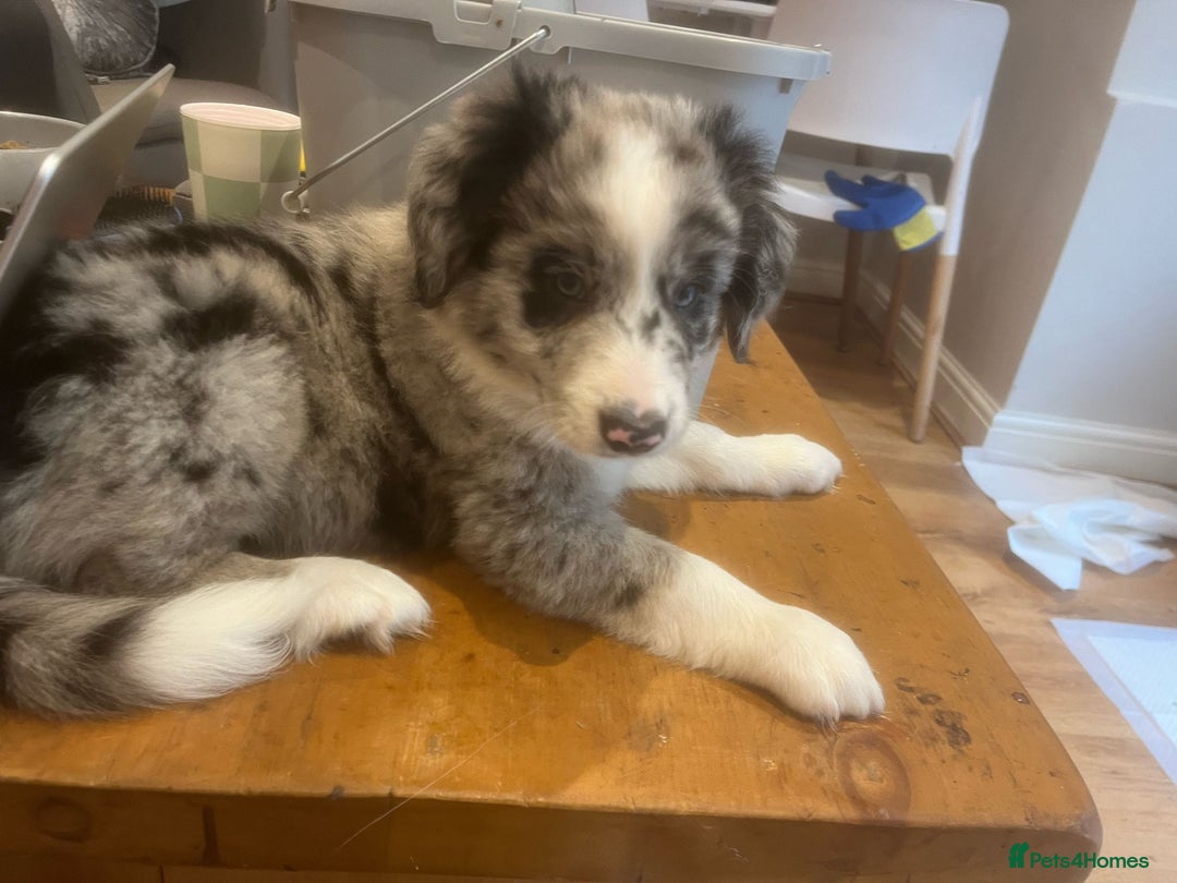 Border Collie dogs for stud: *proven* health tested working merle border collie in Leeds - Image 34
