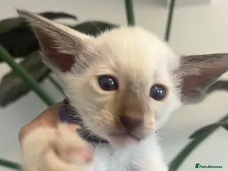 Siamese cats Stunning Oriental and Siamese kittens - Advert 6