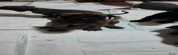 Cane Corso dogs for sale: Cane Corso Puppies - Advert 3