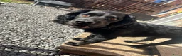 Cocker Spaniel dogs for sale: 2 cocker spaniels and staffy for rehoming - Advert 2