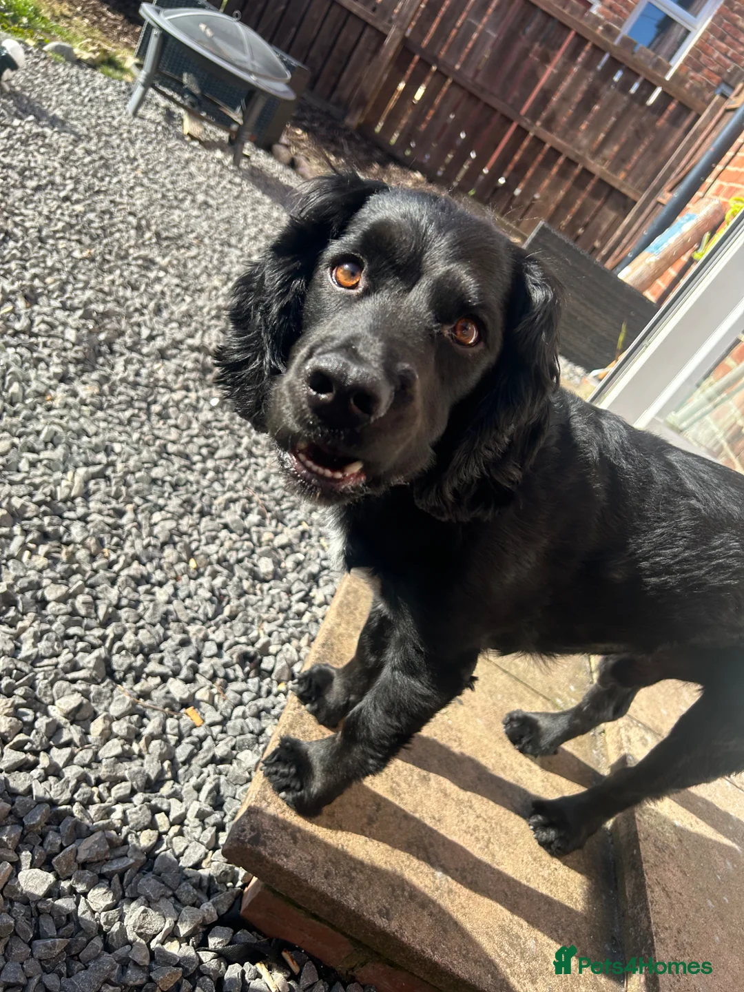 Cocker Spaniel dogs for sale: 2 cocker spaniels and staffy for rehoming - Advert 2