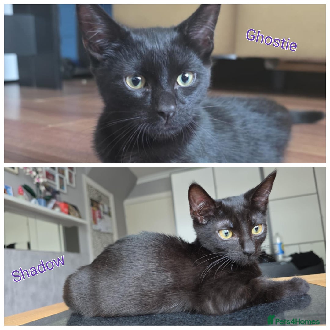 Domestic Shorthair cats for sale: Two male kittens looking for forever home  in Birmingham - Image 1