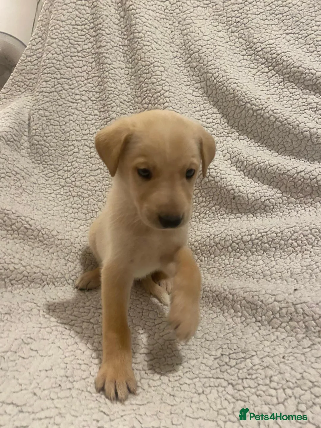 Lurcher dogs for sale: 10 Lurcher puppys - Advert 2