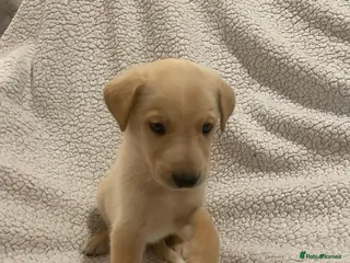 Lurcher dogs LURCHER PUPPIES - Advert 15