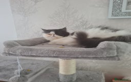 Persian cats for sale: Persian girls for sale  - Image 5
