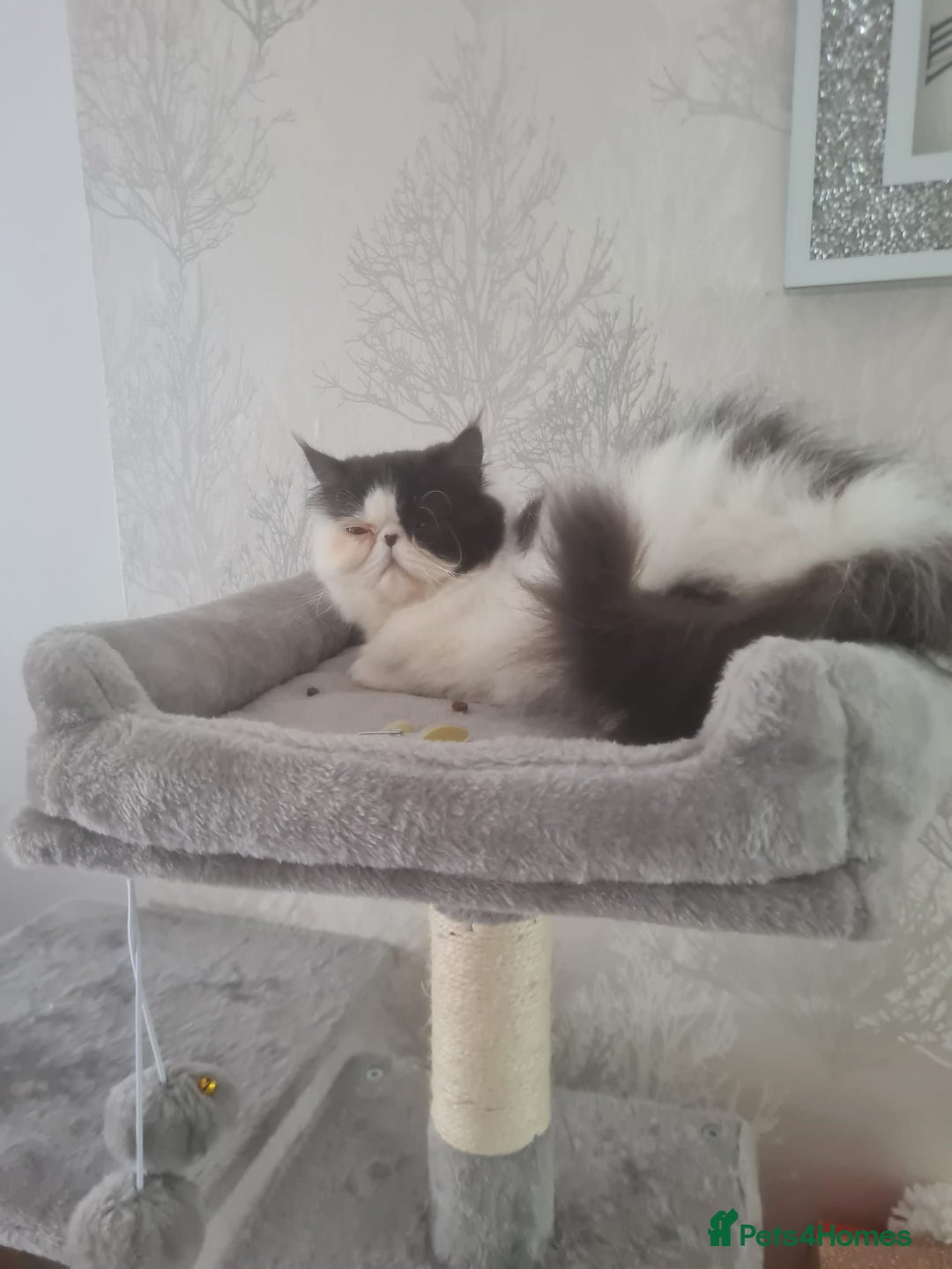 Persian cats for sale: Persian girls for sale  - Image 5