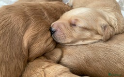 Goldendoodle dogs for sale: F1 Miniature Goldendoodle's 100% DNA Health-Tested - Image 10