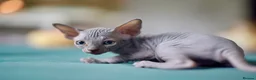 Sphynx cats for sale: Gorgeous silver Sphynx girl - Advert 7