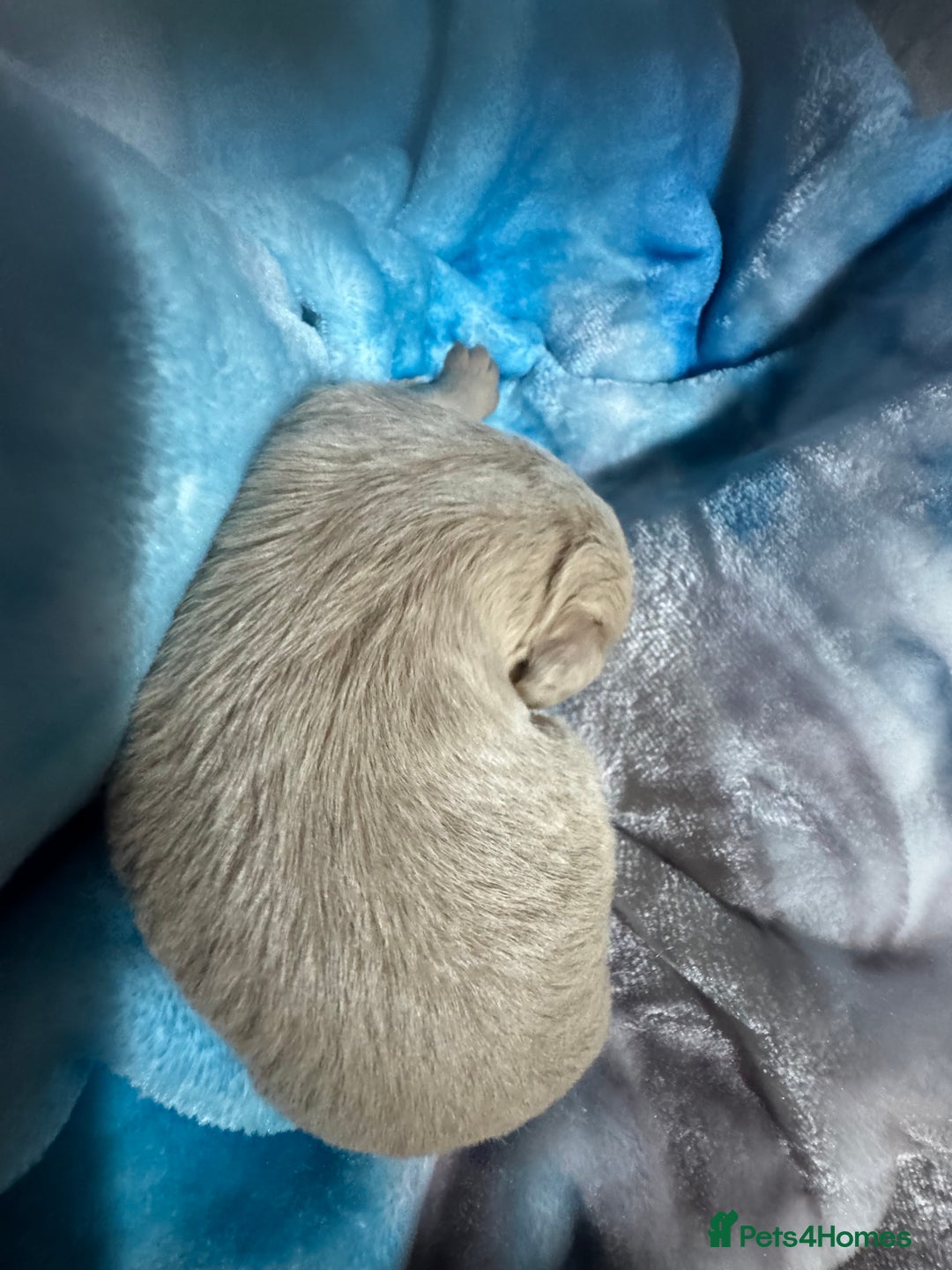 Chipoo dogs for sale: READY TO LEAVE THIS WEEK! Chipoo puppies - Advert 29