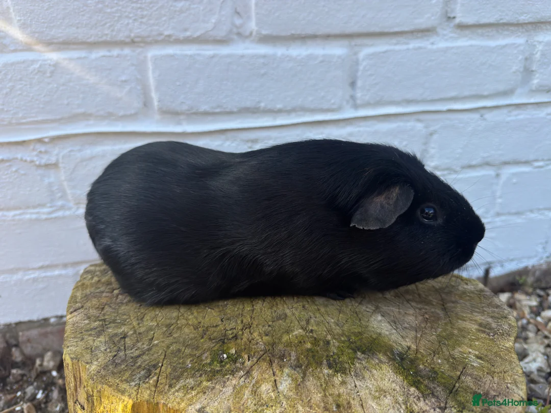 Guinea Pig rodents for sale: Pair of super sweet & friendly boars! - Advert 2