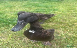 Ducks poultry for sale: Indian Runner Ducks  - Image 10