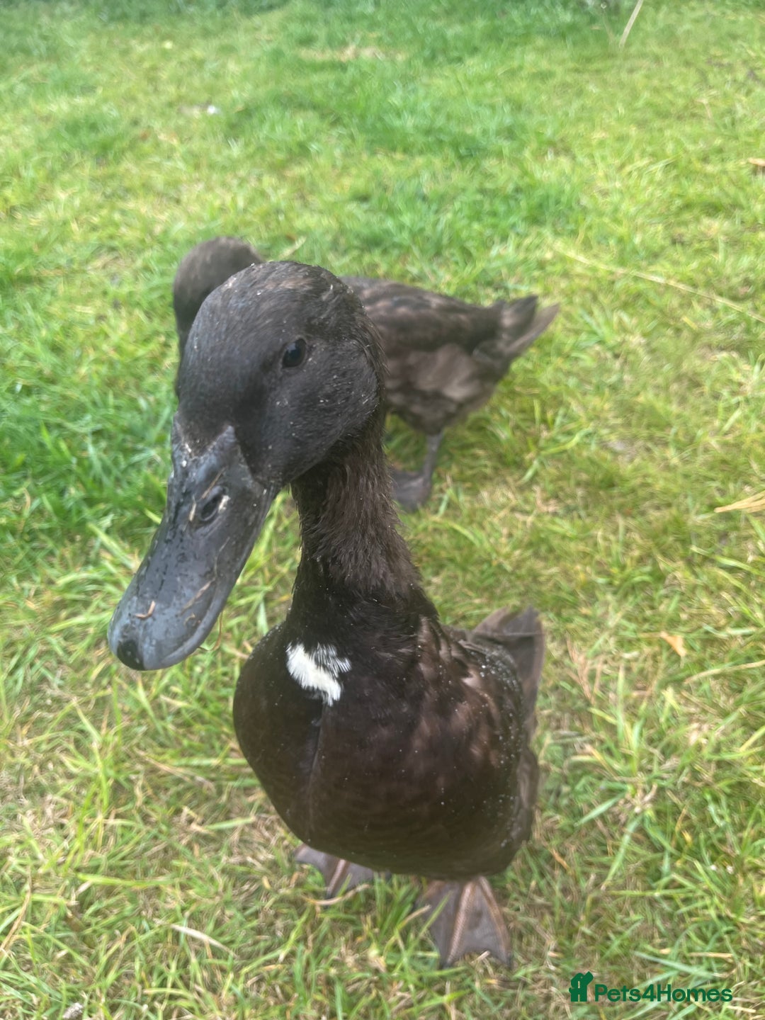 Ducks poultry for sale: Indian Runner Ducks  - Image 10