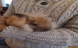 Mini Lion Lop rabbits for sale: Mini lop X mini lion head  - Image 13