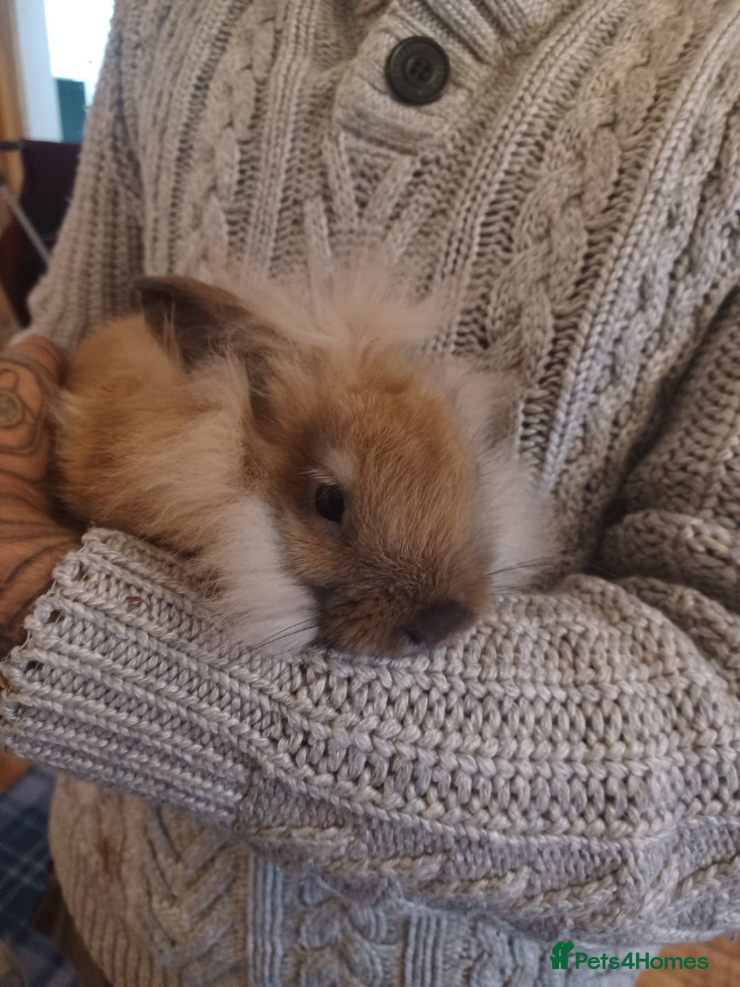 Mini Lion Lop rabbits for sale: Mini lop X mini lion head  - Image 13