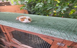 Guinea Pig rodents for sale: Guinea pigs - Image 8