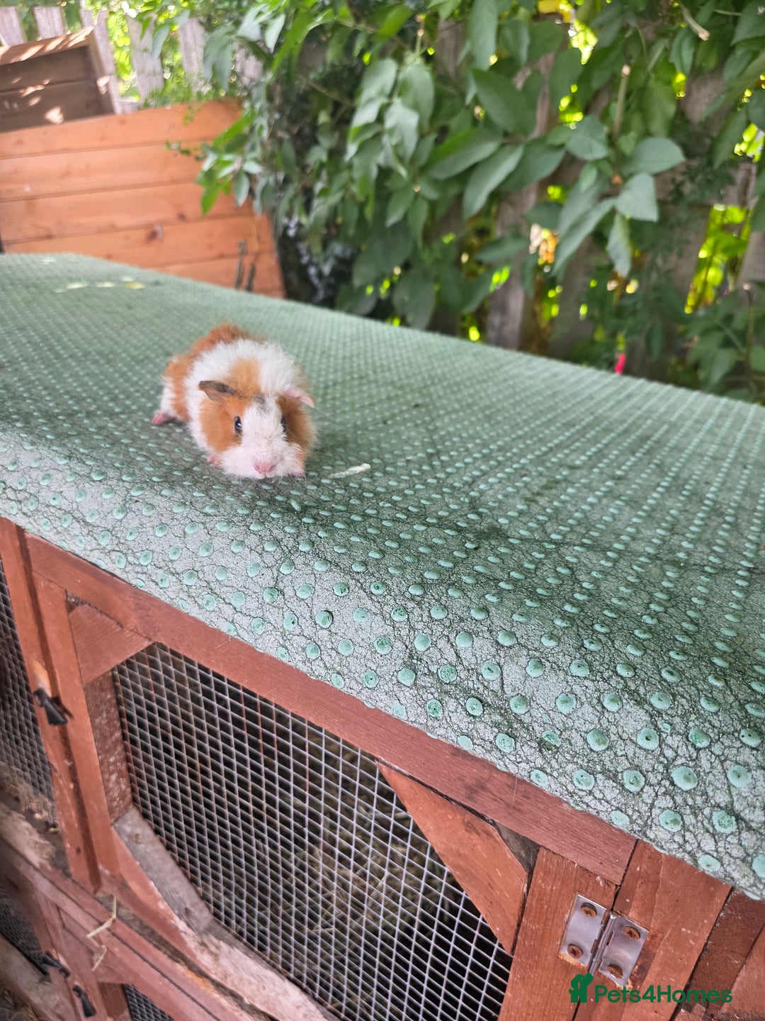 Guinea Pig rodents for sale: Guinea pigs - Image 8