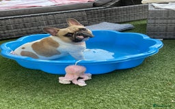 French Bulldog dogs for sale: Perfect sweet boy looking for new home  - Image 11