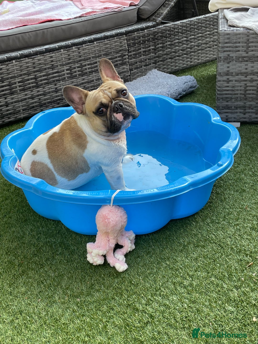French Bulldog dogs for sale: Perfect sweet boy looking for new home  - Image 11