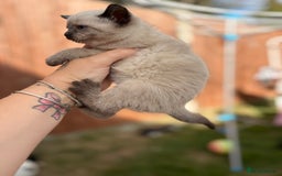 Domestic Shorthair cats for sale: 5 Beautiful kittens ready to leave  - Image 6