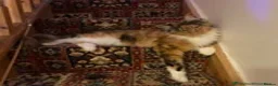 Maine Coon cats for sale: 2 Maine coon kittens  - Advert 21
