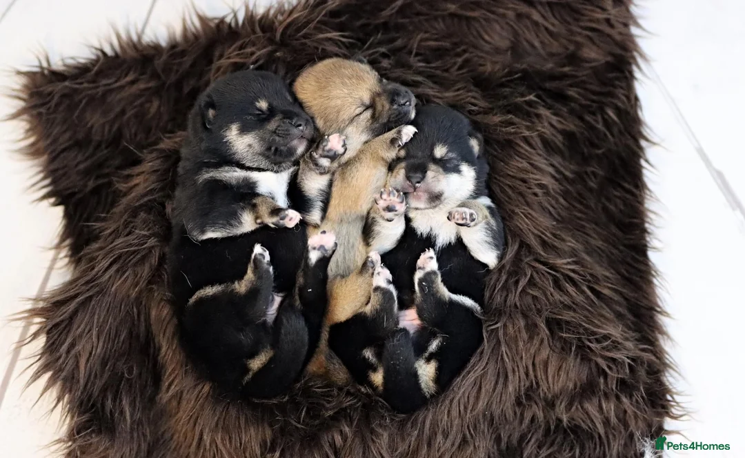 Japanese Shiba Inu dogs for sale: Elite Japanese Shiba Inu puppies, pure excellence - Advert 2