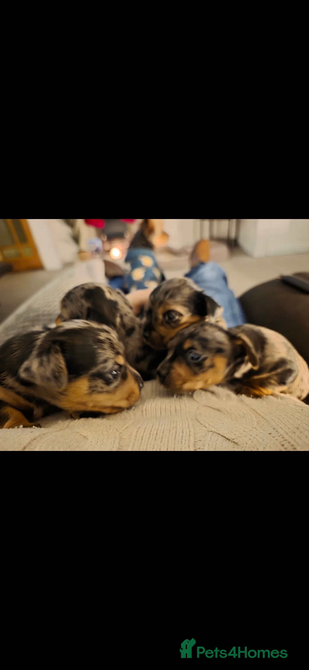 Mixed Breed dogs for sale: Miniature Dapple Dachshund X Miniature Chorky - Advert 1